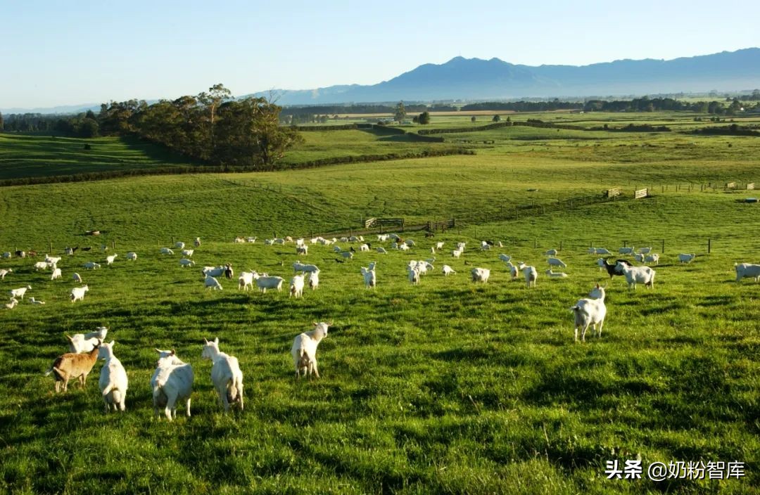 羊奶粉和全脂羊奶粉的区别是什么,全脂羊奶粉指标