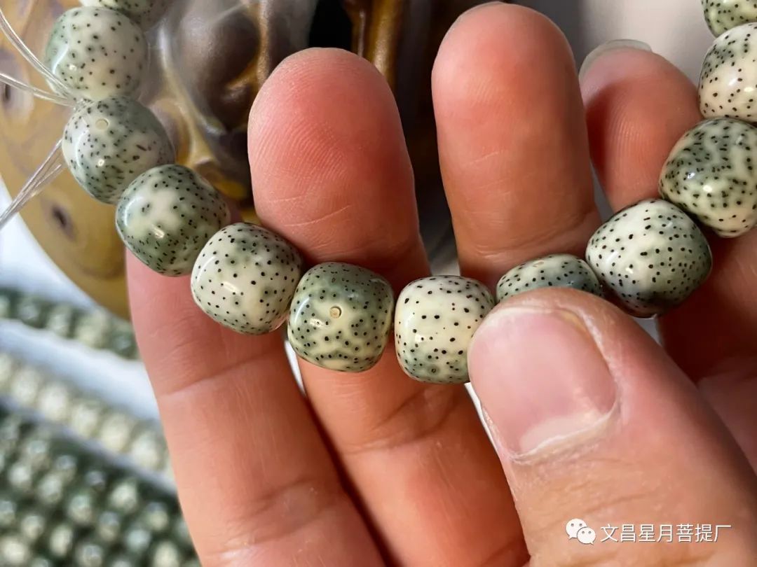 星月菩提绿色的是什么品种,绿色的星月菩提有塑料味