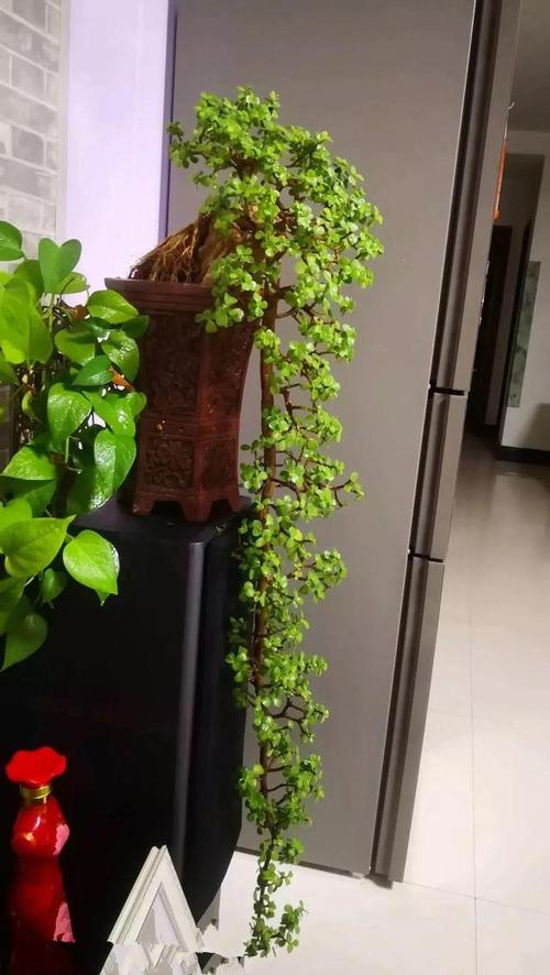 什么花最好养代表好运,家里养什么吉祥花最好