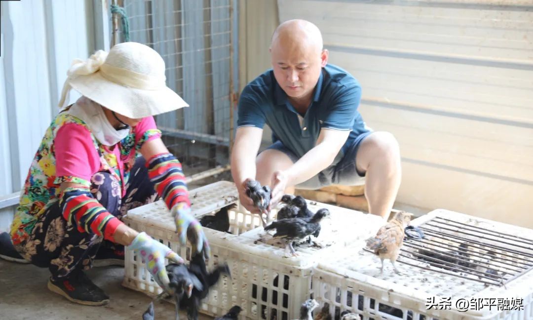 济宁绿壳蛋鸡养殖专业户,沙村建立绿壳蛋鸡养殖场