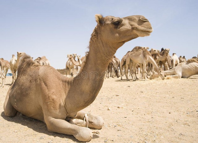 在沙漠里碰到渴死的骆驼会怎么样,在沙漠里遇到渴死的骆驼不能触碰