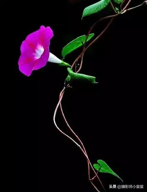 小小牵牛花鲜艳夺目,小小牵牛花教学