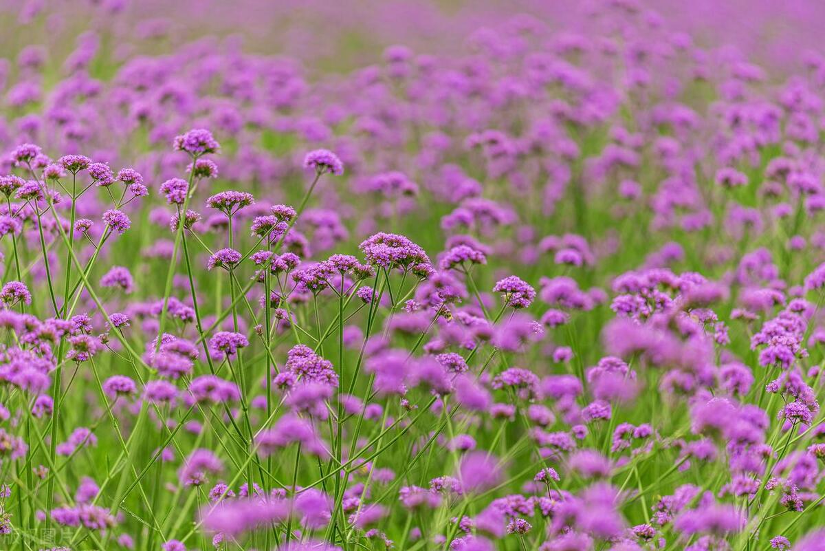 武汉五月看花的地方有哪些,武汉五月的花海