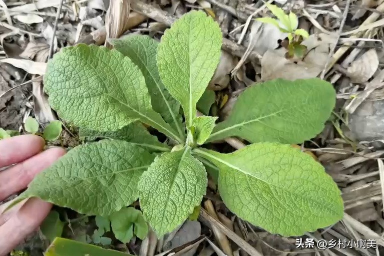 农村这种植物之前无人问津,农村容易得到止咳化痰的草