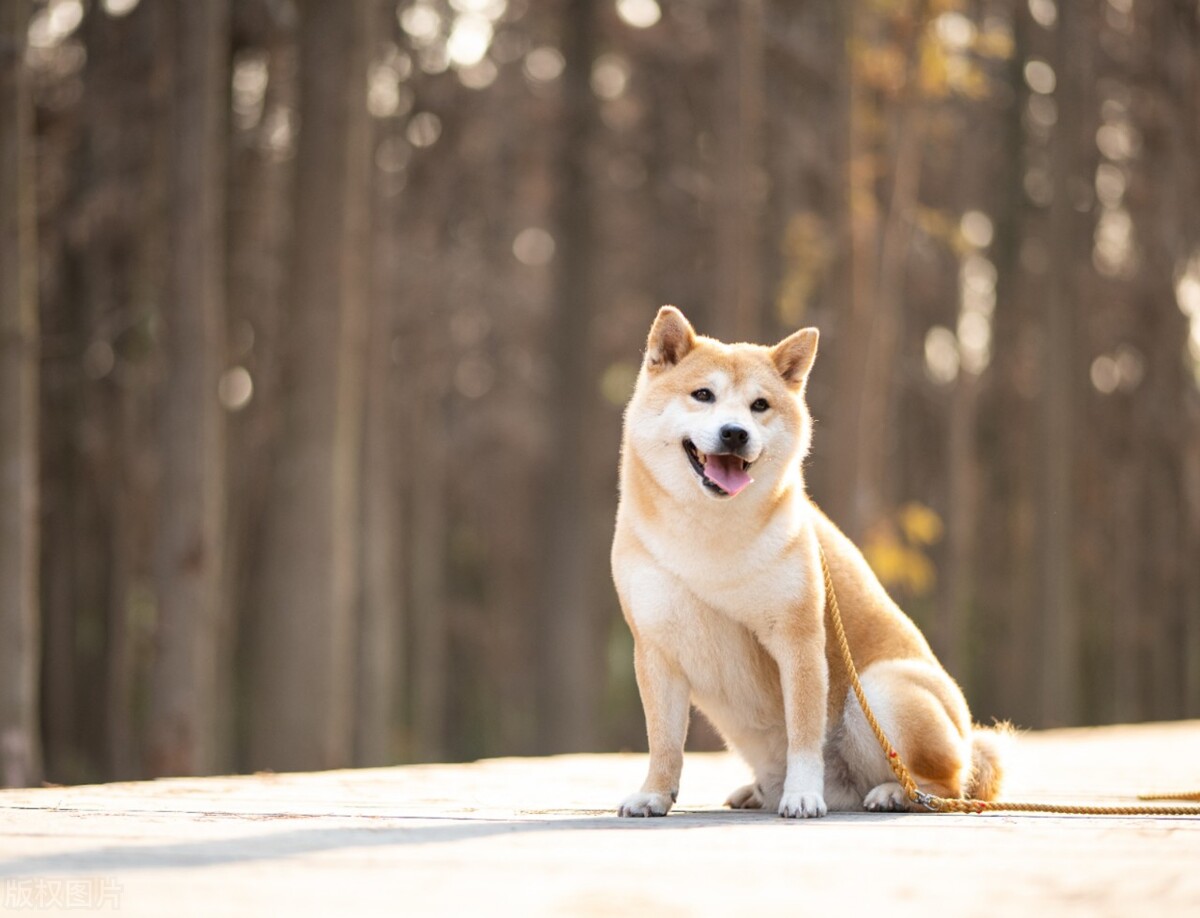 在网上买柴犬怎样更好,柴犬网上商家哪里买最好
