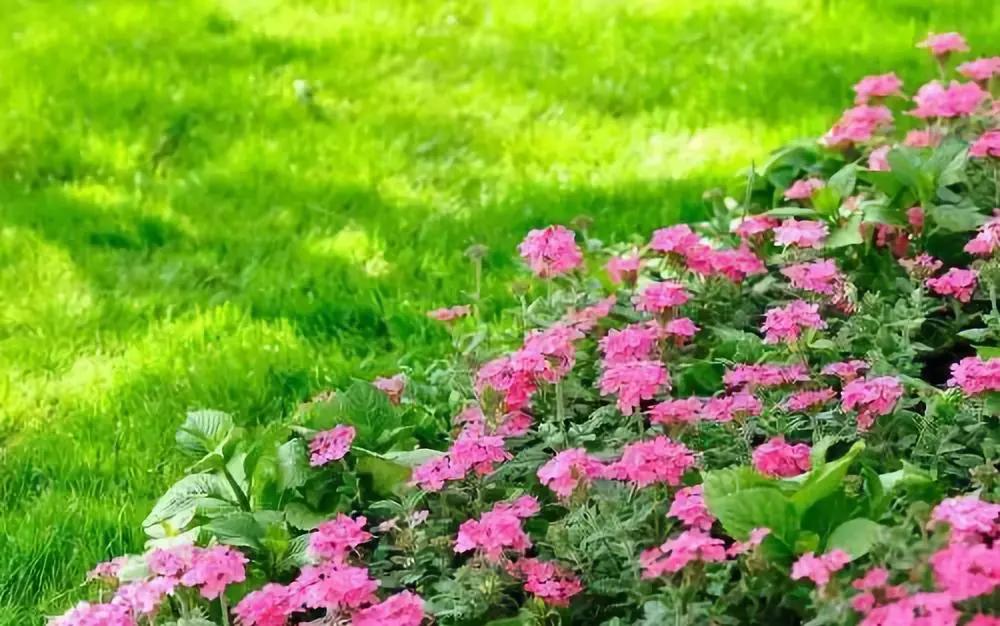 花园适合种的植物,在花园种植哪些植物比较适合