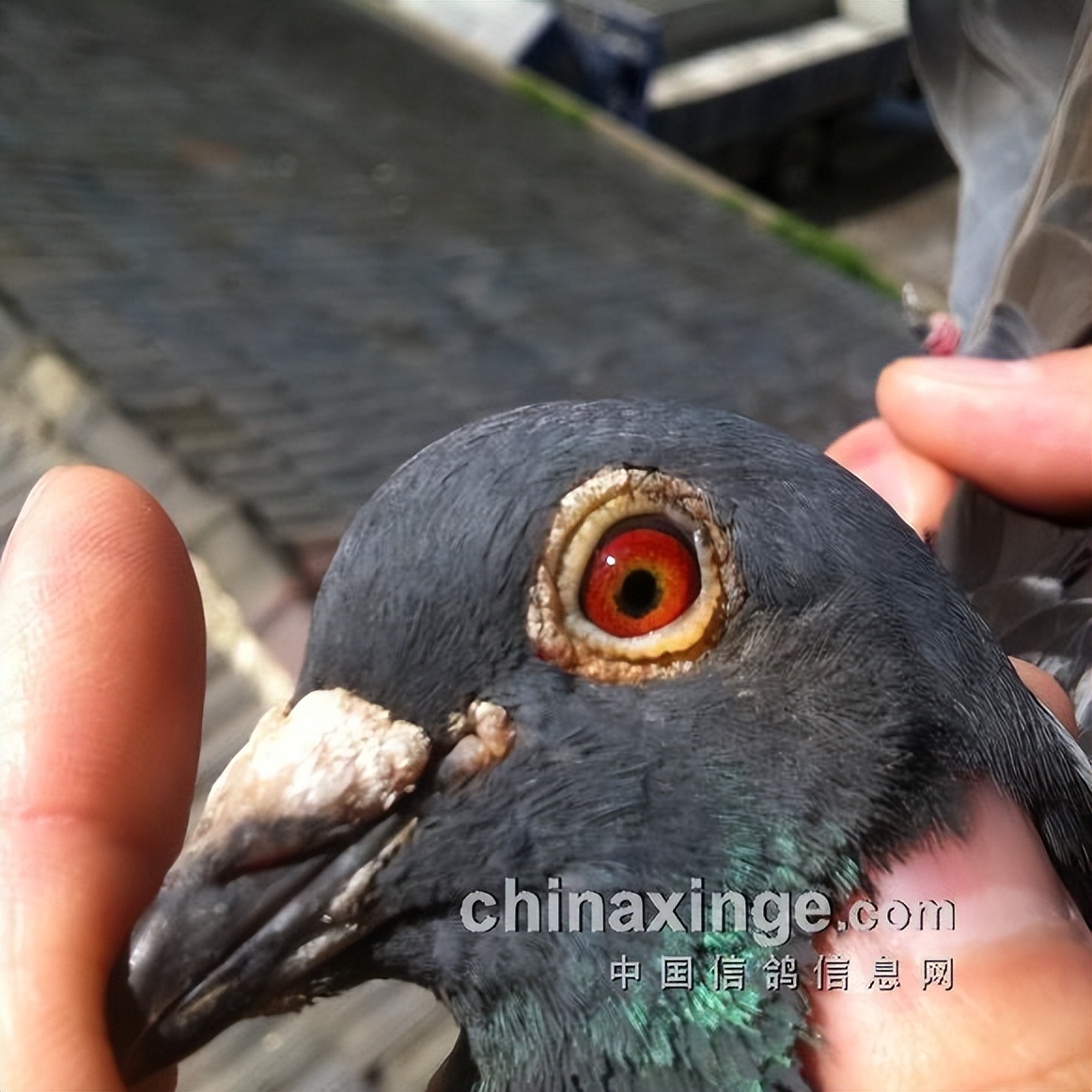 哈密超远程冠军信鸽图片,超远程赛鸽纪录