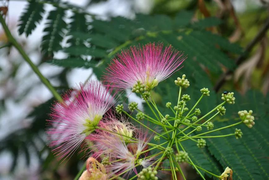 多梦易醒用什么泡水喝,失眠多梦的泡茶中药