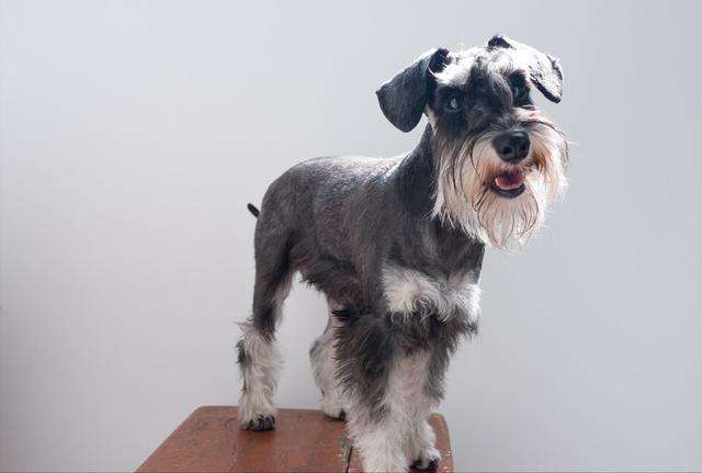 什么宠物狗不掉毛新手好养,具有什么属性的宠物狗好养