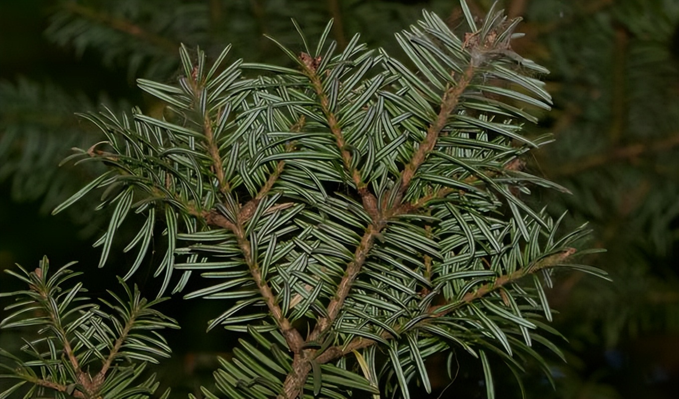 83.2米！中国最高树再创新高！120米真是大树无法越过的“坎”？