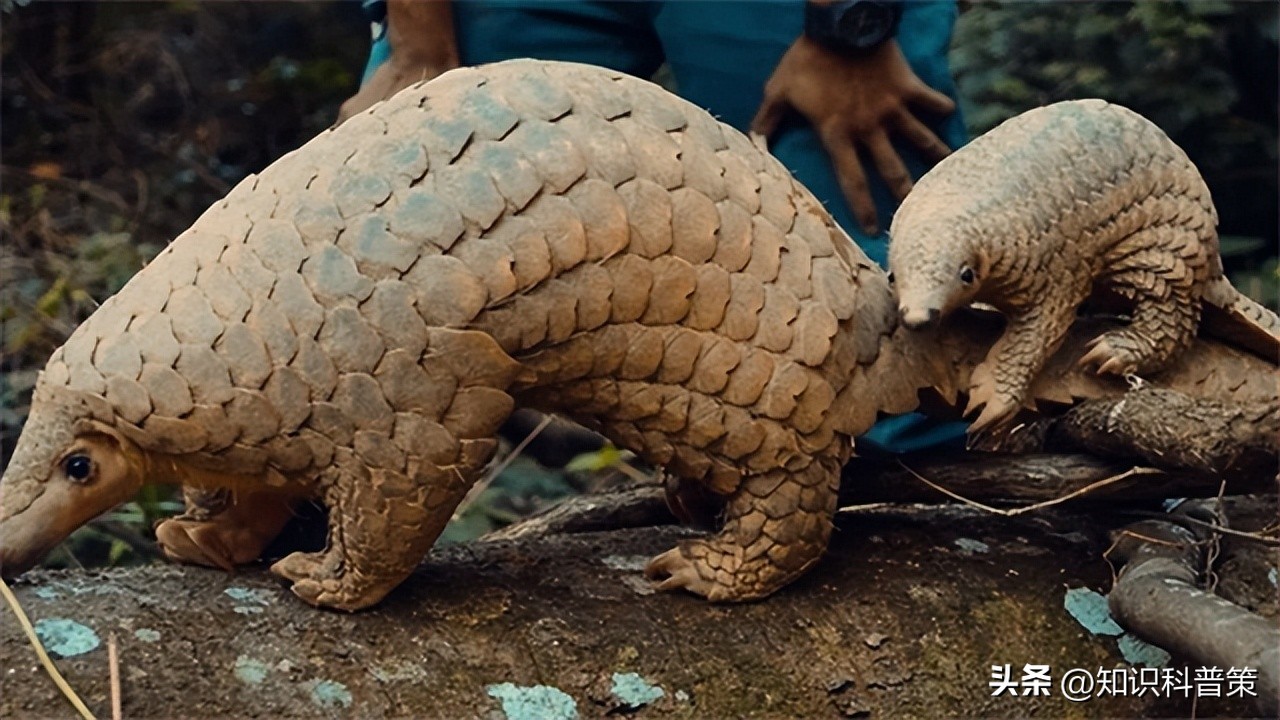 地球上有发现特别像外星人的生物,地球上的神秘巨型外星生物