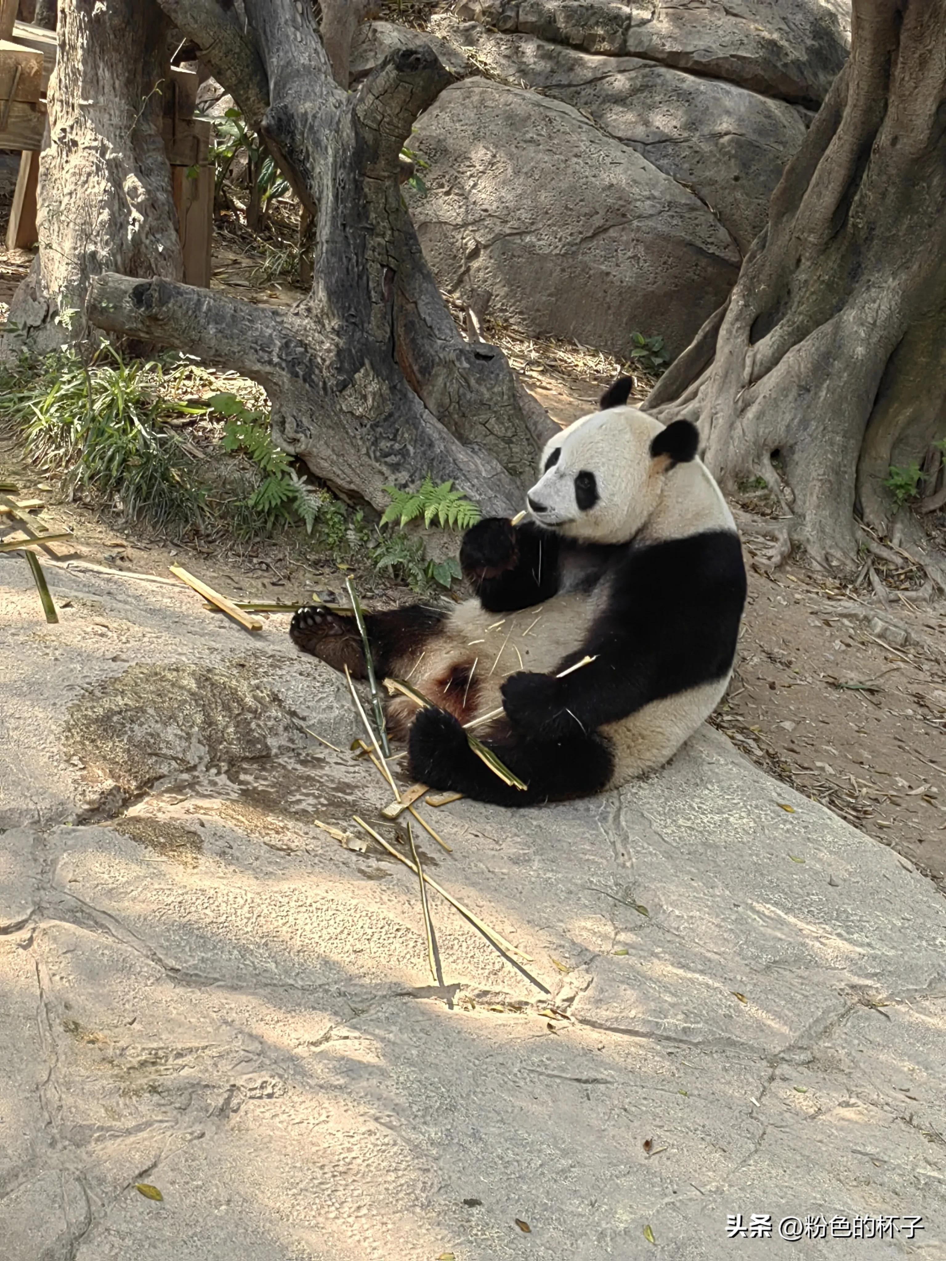 长隆野生动物园南门步行攻略,山东去广州长隆野生动物园攻略