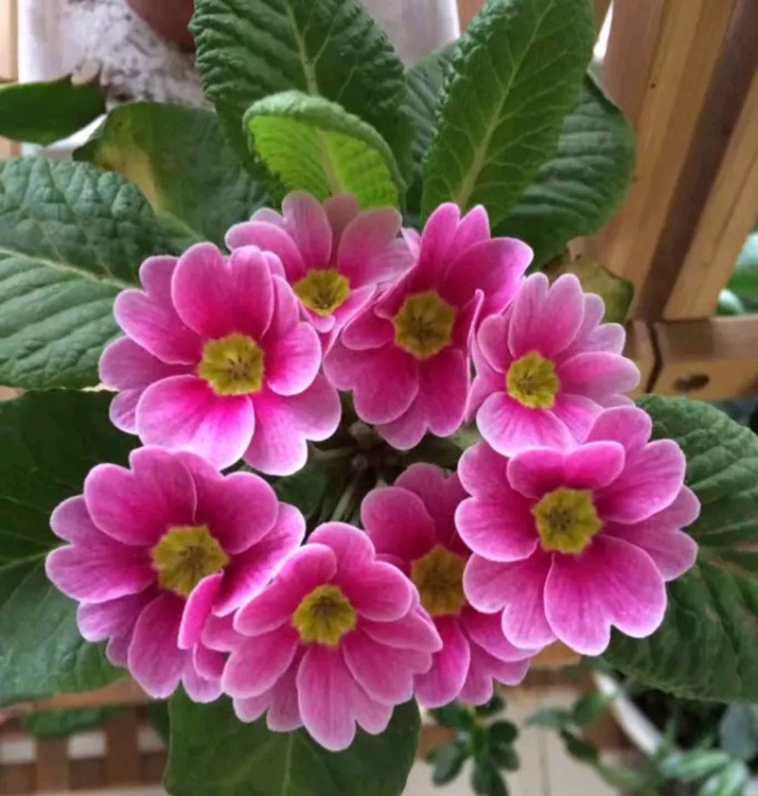 家庭客厅养什么花好看又旺财,客厅最吉祥的三种花