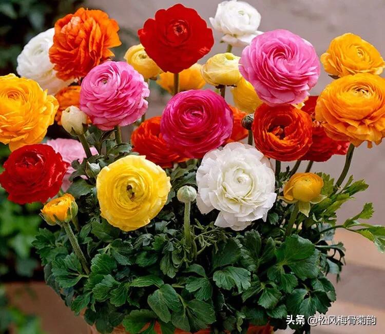 阳光染花颜，清露润芳心，倾情一绽为君开，只盼君再来