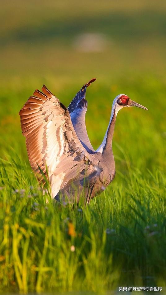 美在黑龙江：走进诗意山水之齐齐哈尔这里是世界大湿地中国鹤家乡
