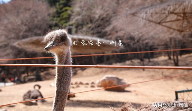 沈阳森林动物园缆车,自驾沈阳森林动物园
