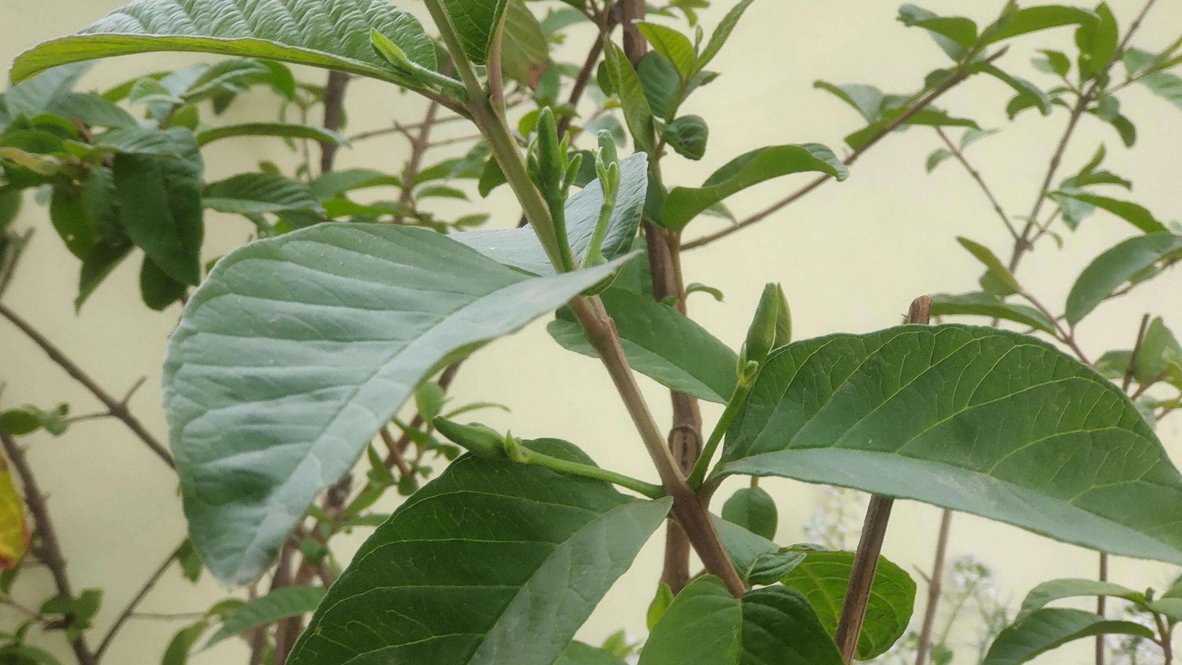 番石榴只开花不结果怎么处理,番石榴开花到结果成熟要多长时间