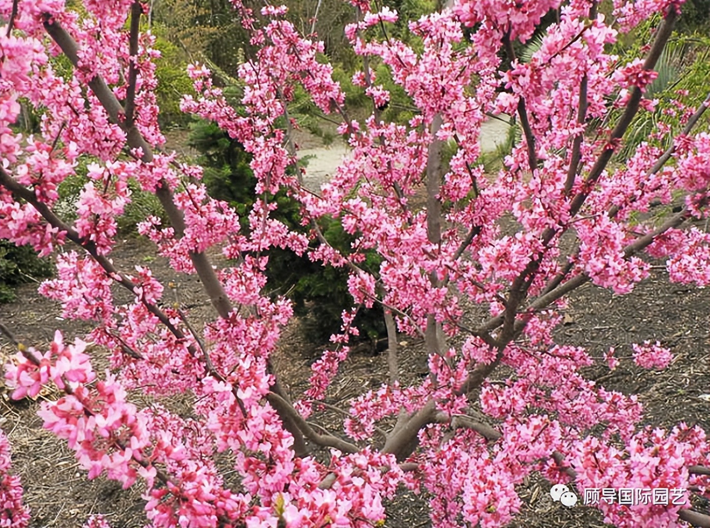 南方人爱不够的紫荆花，北方人懵了：“这哪儿是紫荆花啊？”