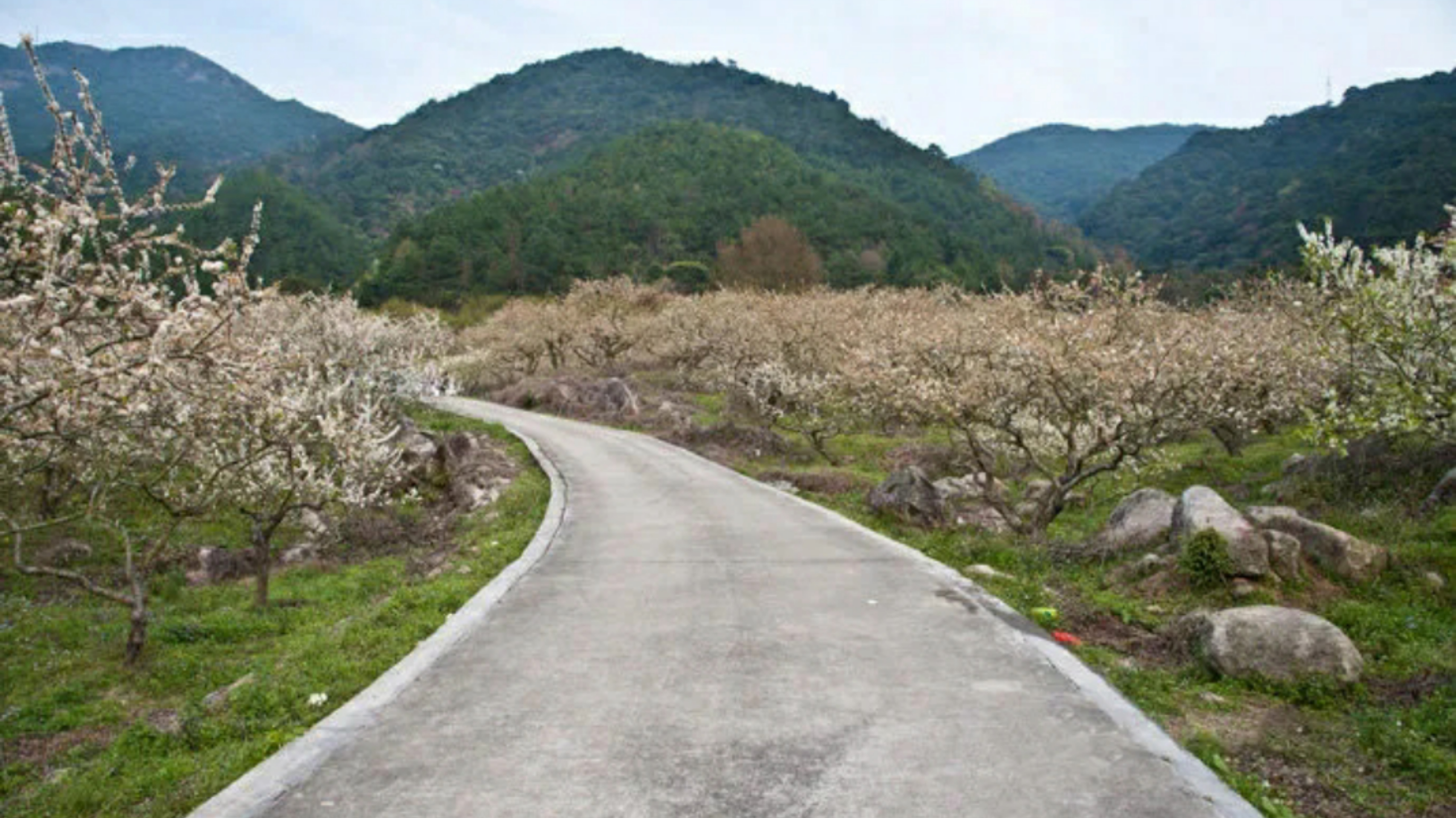 惠州赏梅花地方,惠州惠东梁化镇梅园