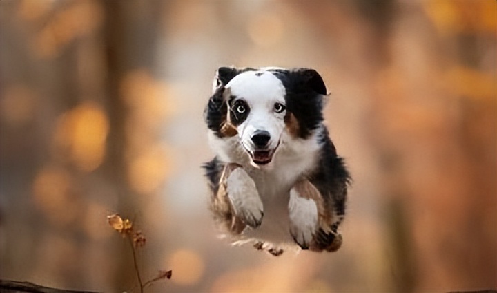 智商排名前十的狗是谁,狗智商排名前十