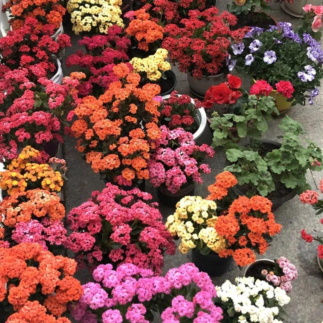 越养越吉利的三种花有哪些,玫瑰花老桩用大盆还是小盆栽培