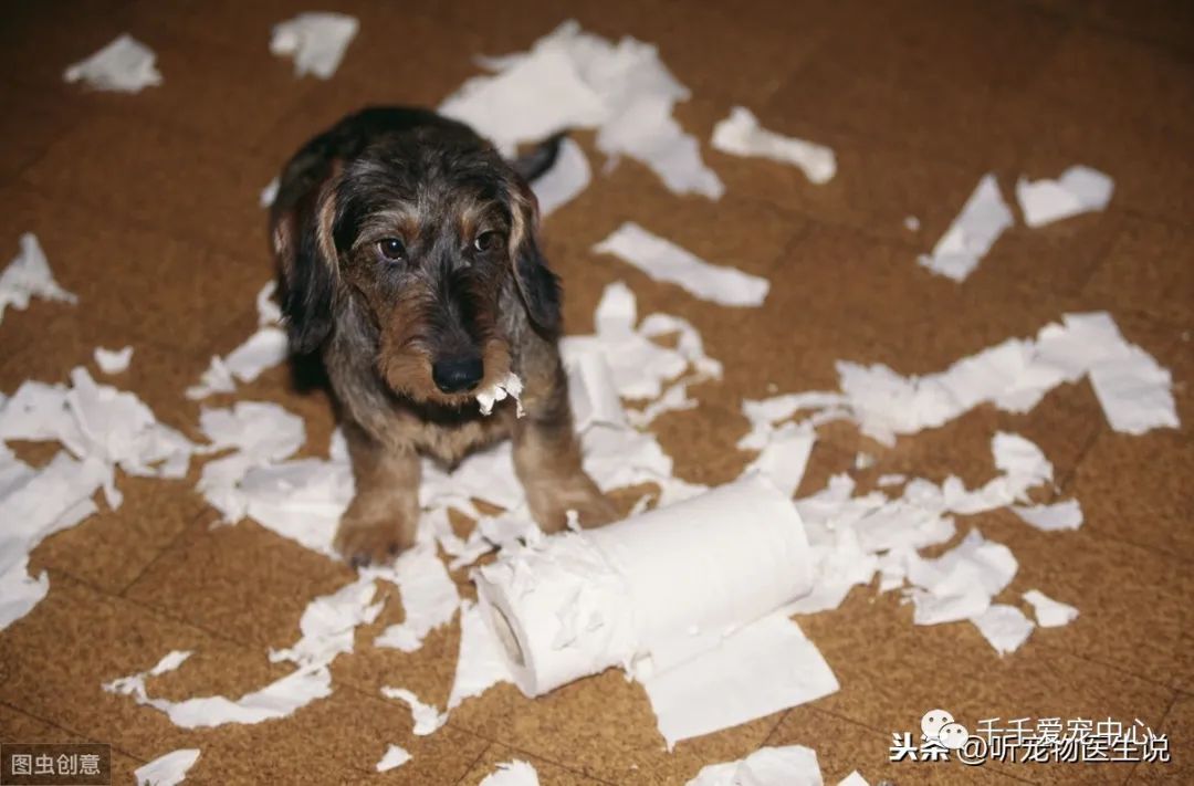 微量元素对狗狗真的有用吗,怎样给狗狗补充微量元素