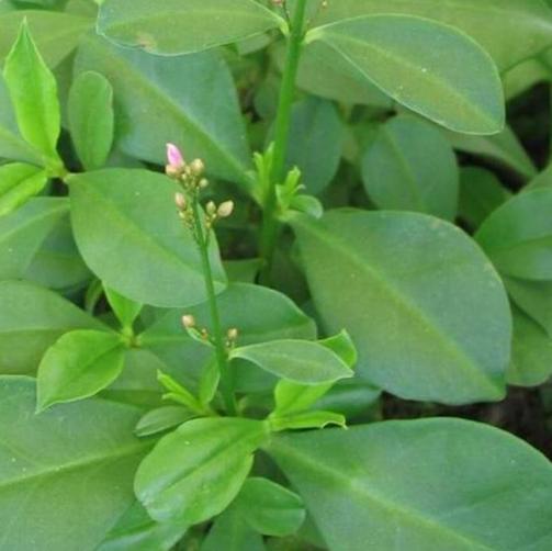 100种野菜大全图解,认识100种野菜视频大全完整版