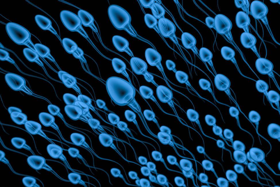 神奇的精子,有趣的男性