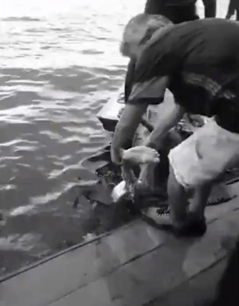 巴西一球员遭食人鱼啃食,巴西球员被食人鱼吃剩骨架