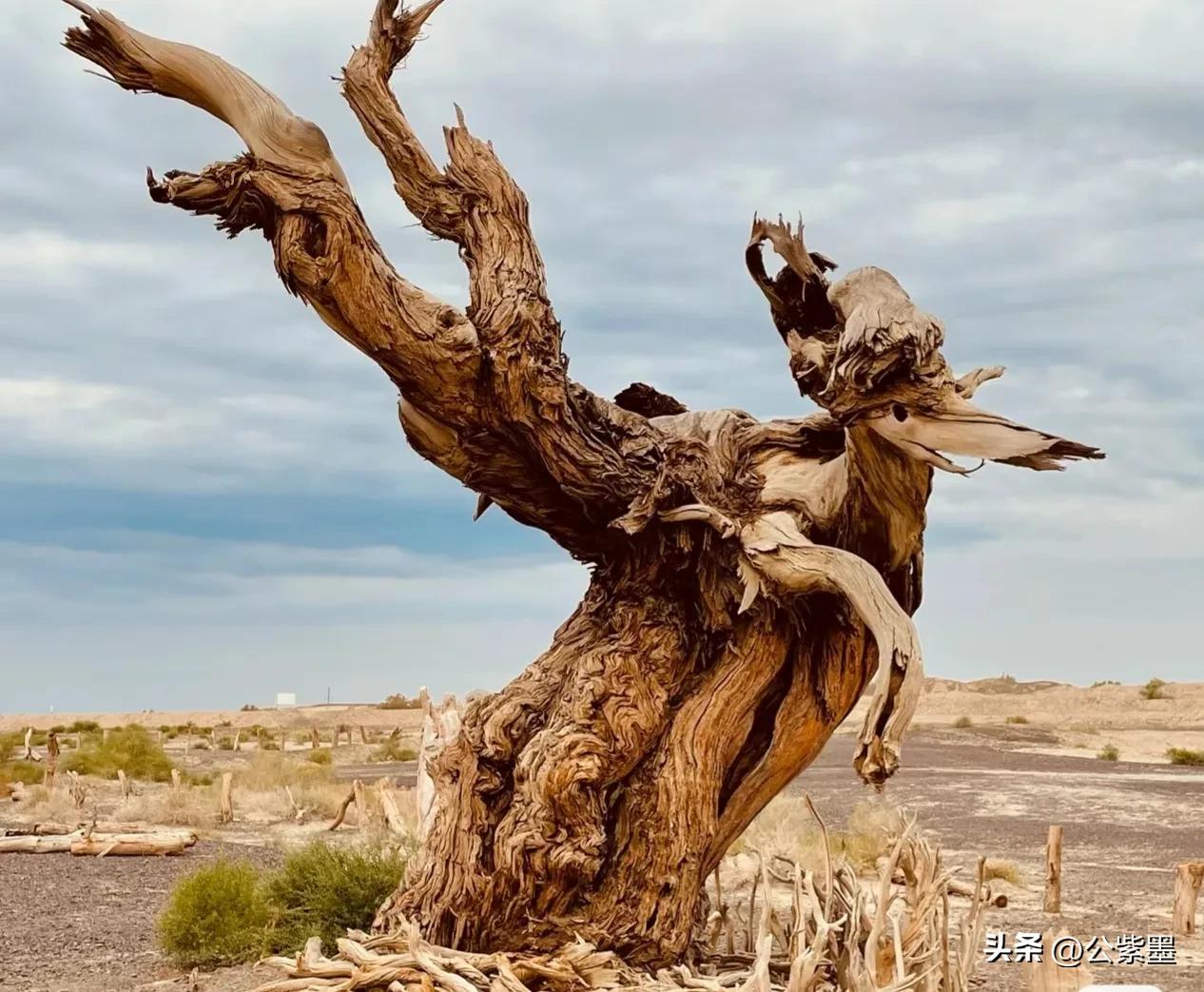 塞外凌寒日月长，大漠飞沙育胡杨，沙漠里不屈的灵魂---胡杨