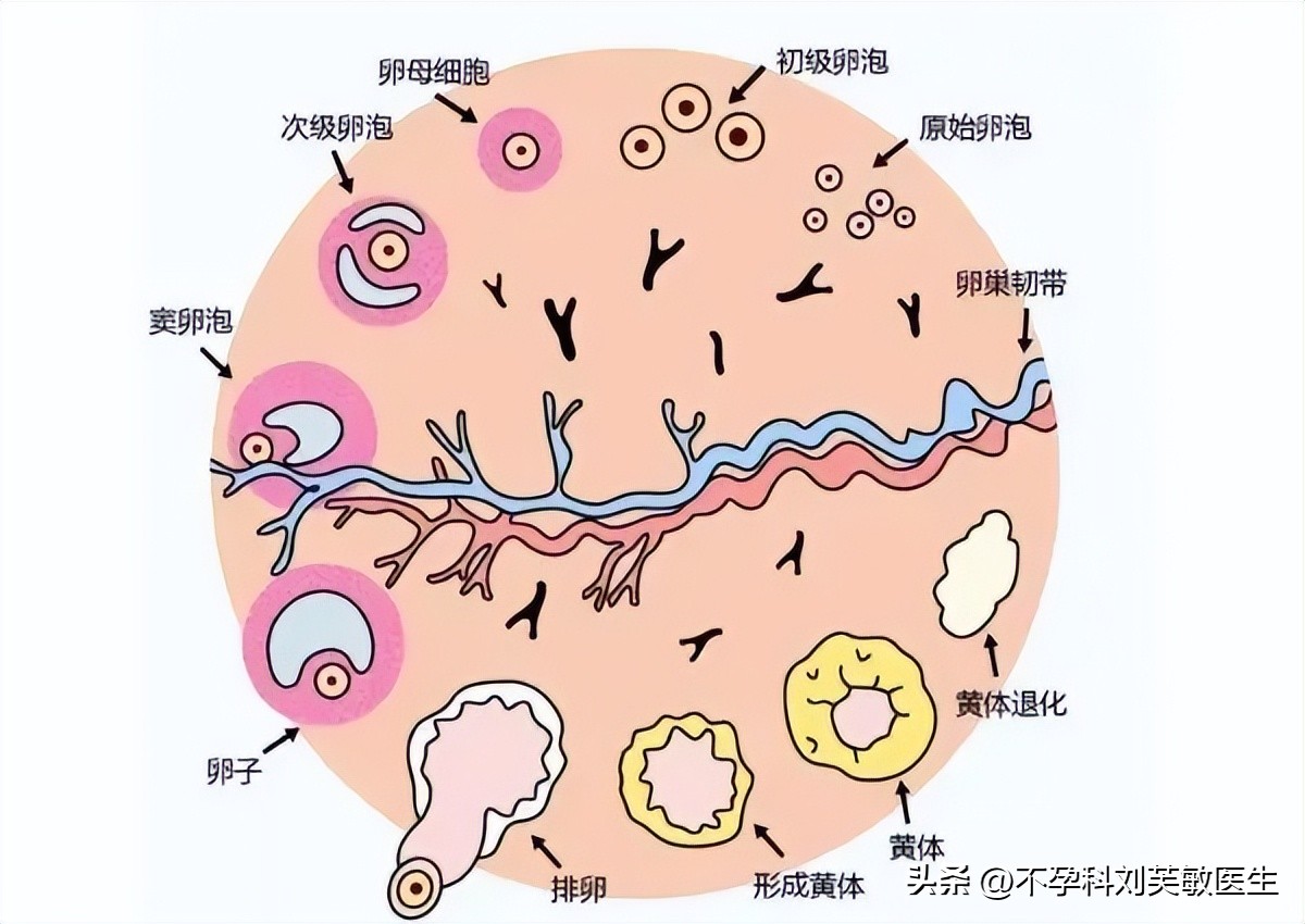 促排卵会导致卵巢早衰吗,促排卵会导致女性提前绝经吗