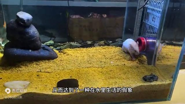 把金丝熊养在水里,养一只母金丝熊它会做什么