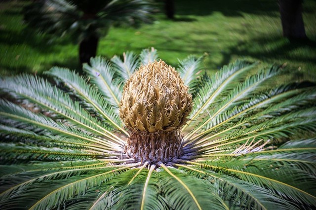 你见过铁树会开花吗,铁树开花铁树真的会开花吗