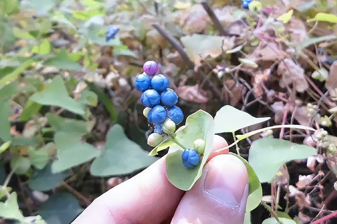 俗称“蛇*退倒**”，叶和果都能吃，山中见到薅一把，它的价值厉害了