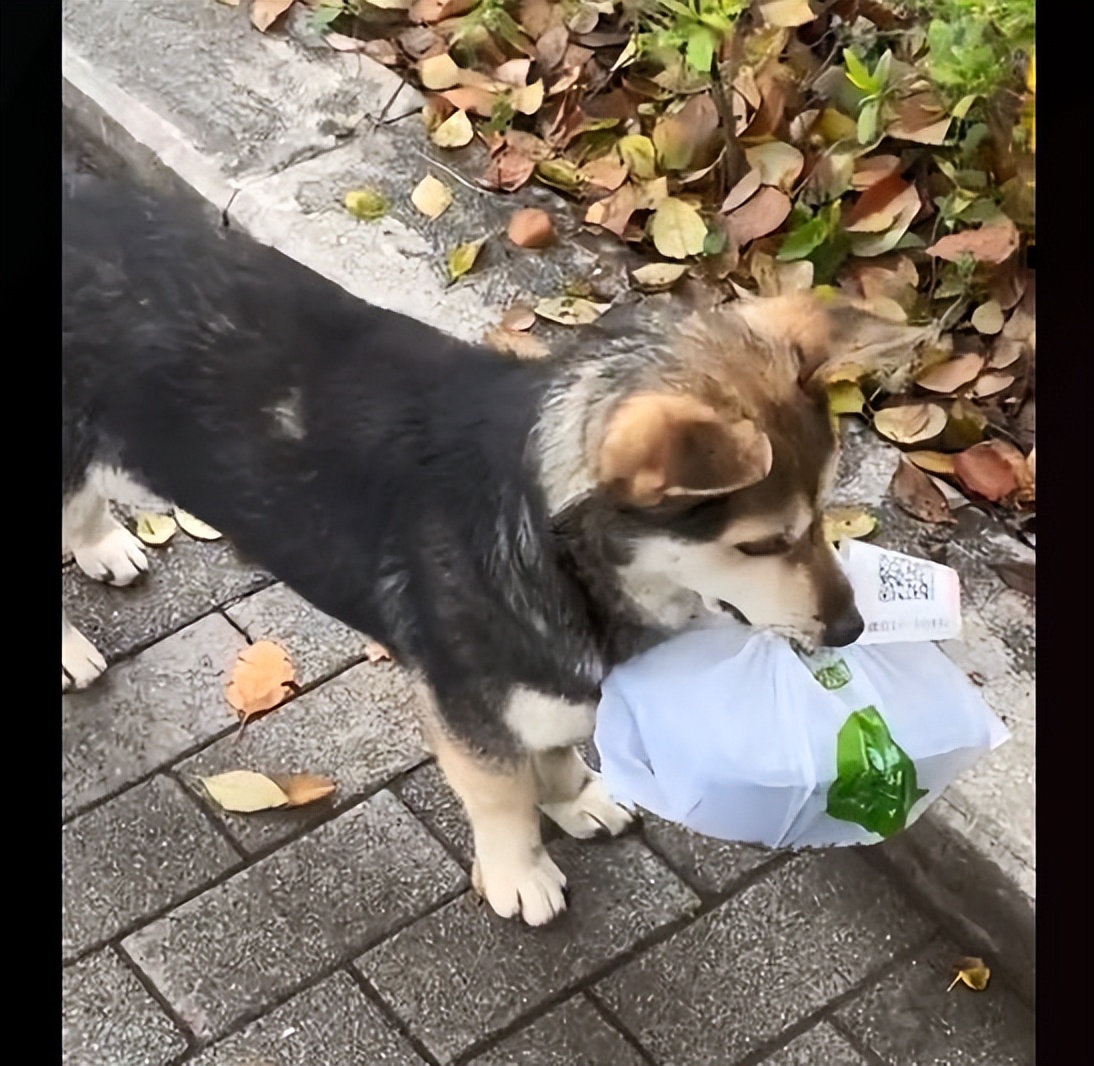 流浪狗偷外卖,女子捡到流浪狗后来遇到主人