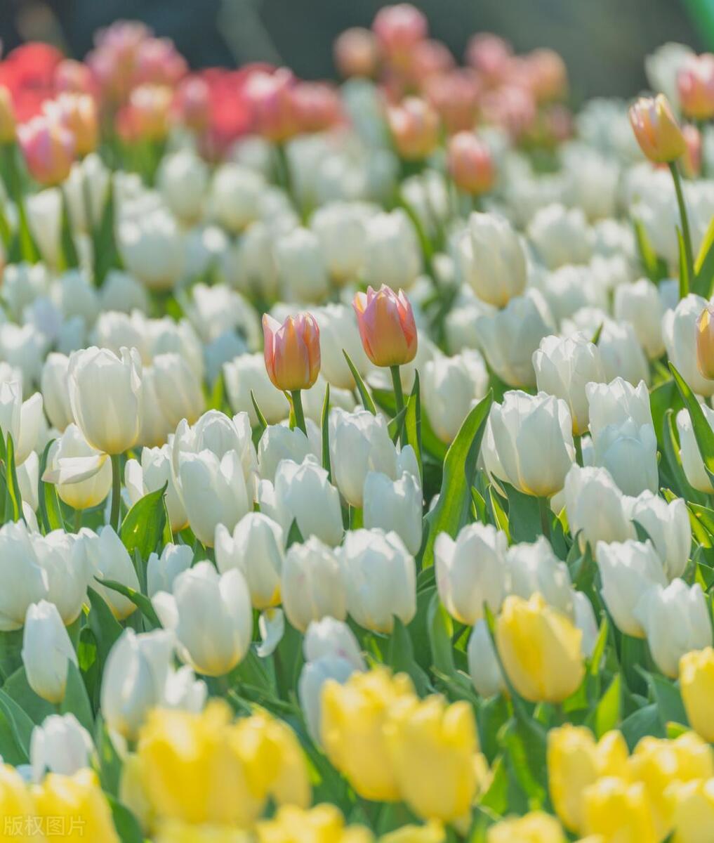 新诗歌：爱是红尘中最美的花