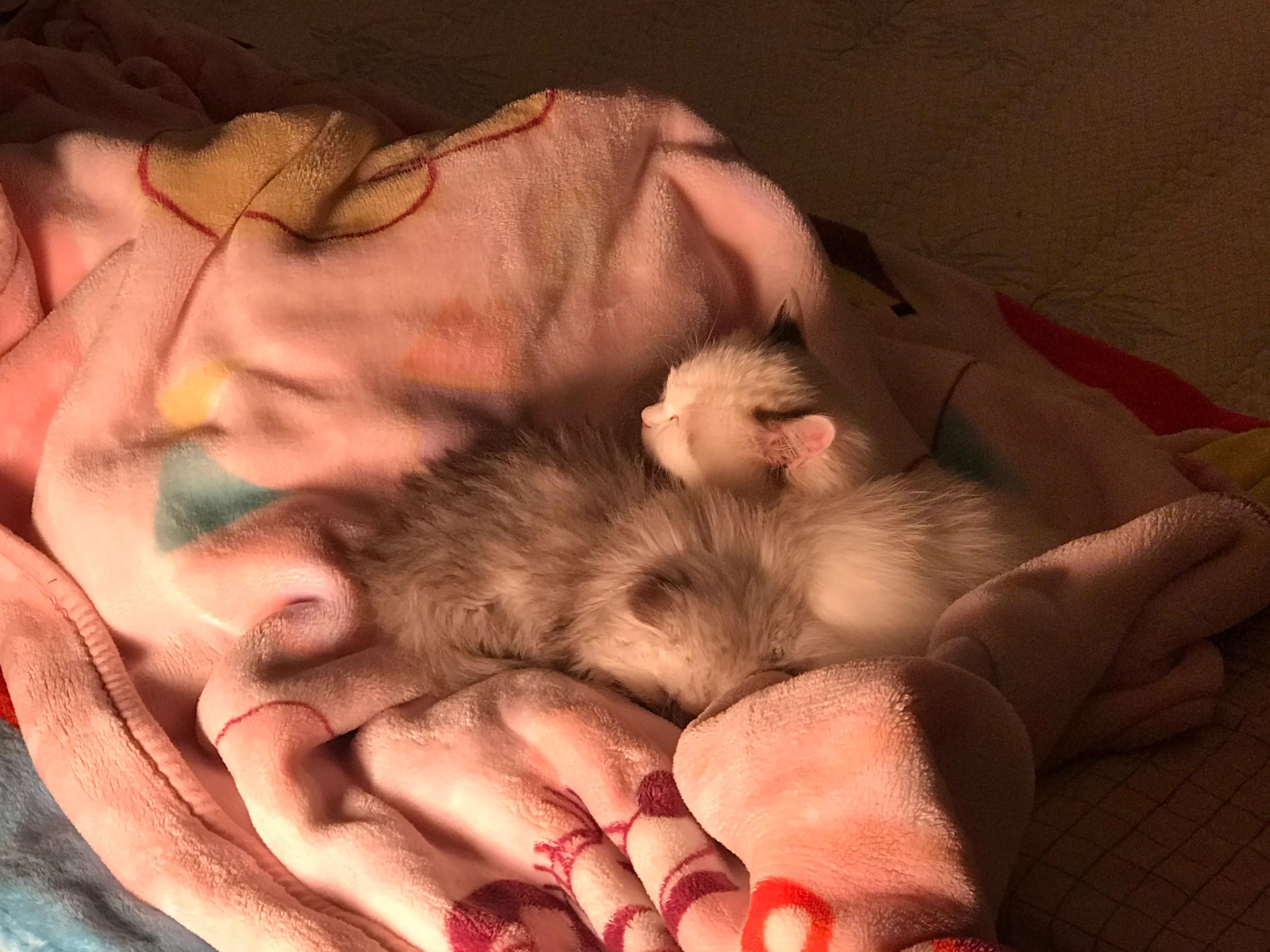 猫瘟自己治疗方法,猫瘟自己治疗