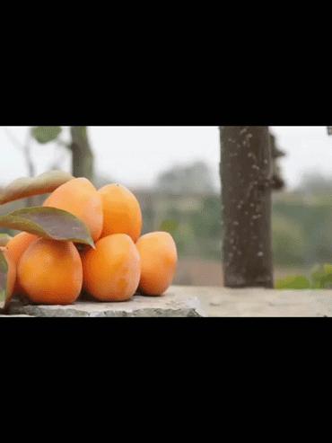 千年柿,富平千年柿子