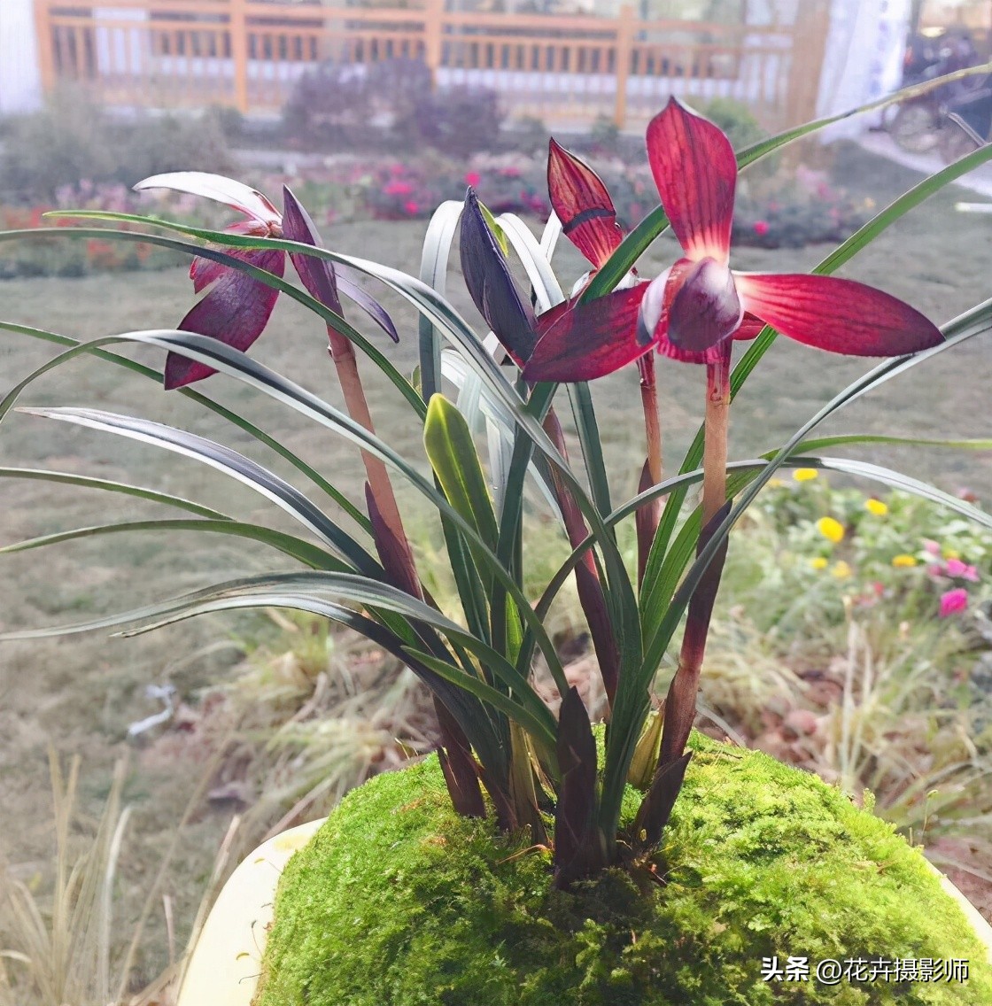 它被誉为贵州“草王”，消失30余年，再度现身，被评选为最美红素