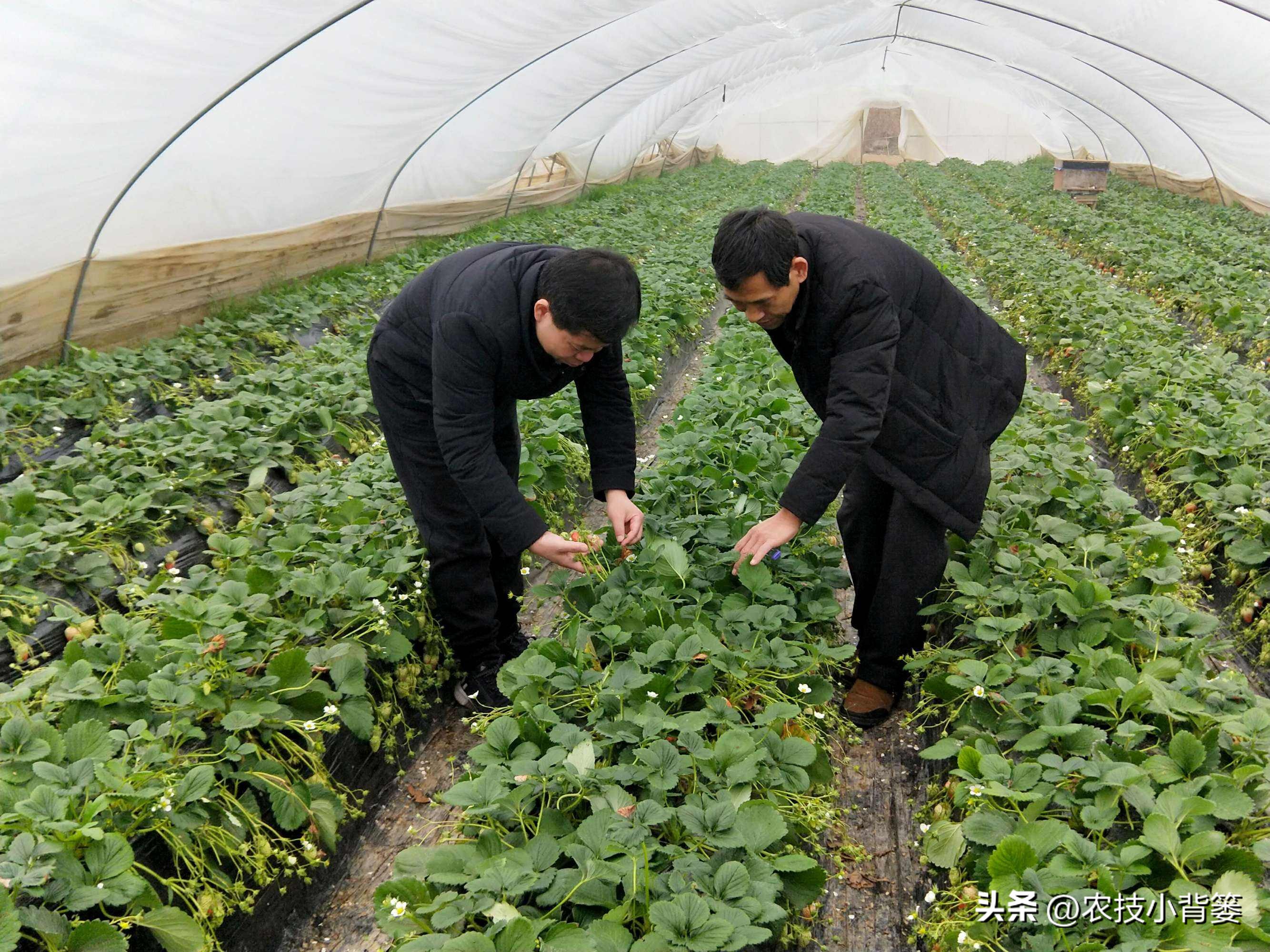 作物旺长怎么办,作物徒长问题及解决方案