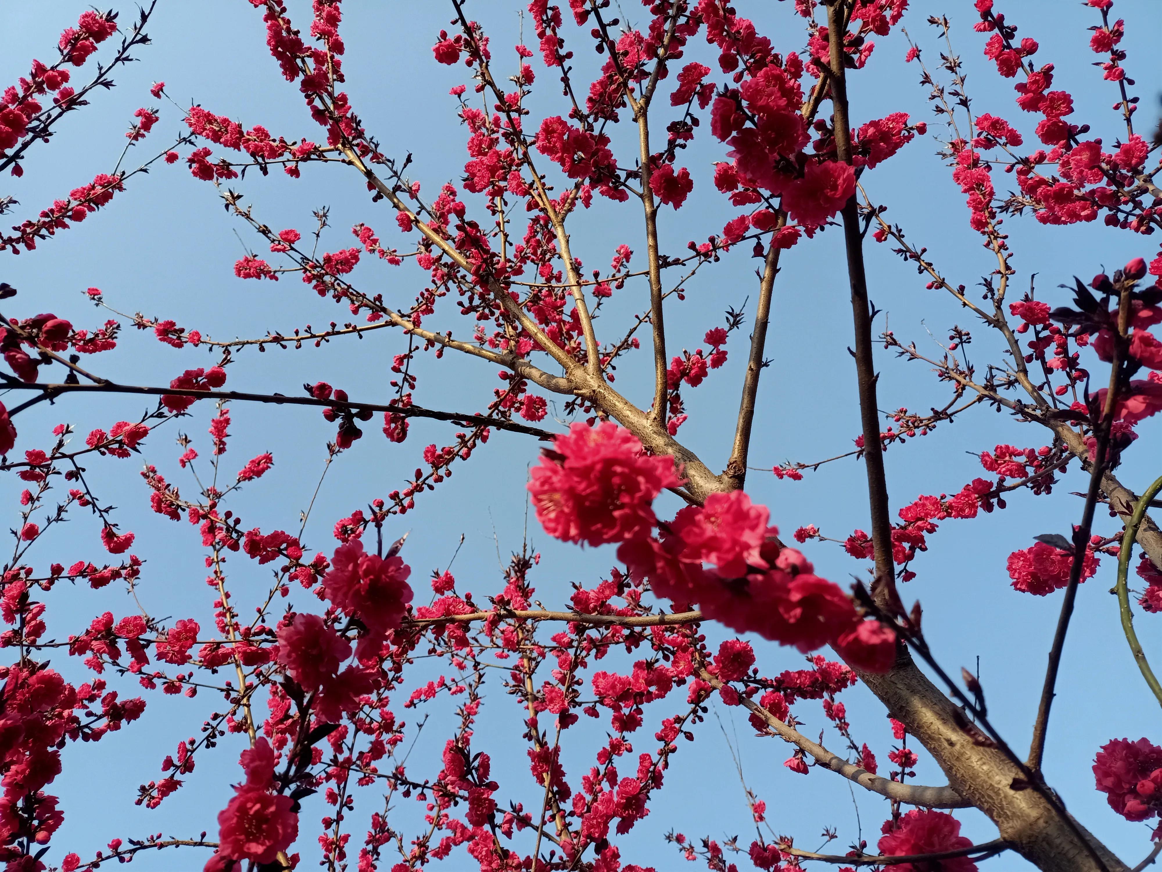 春天里的各种草,春天里的麦苗有多治愈