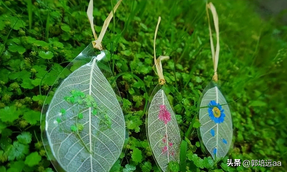 靠树叶一年赚8000万,一片树叶卖7000元