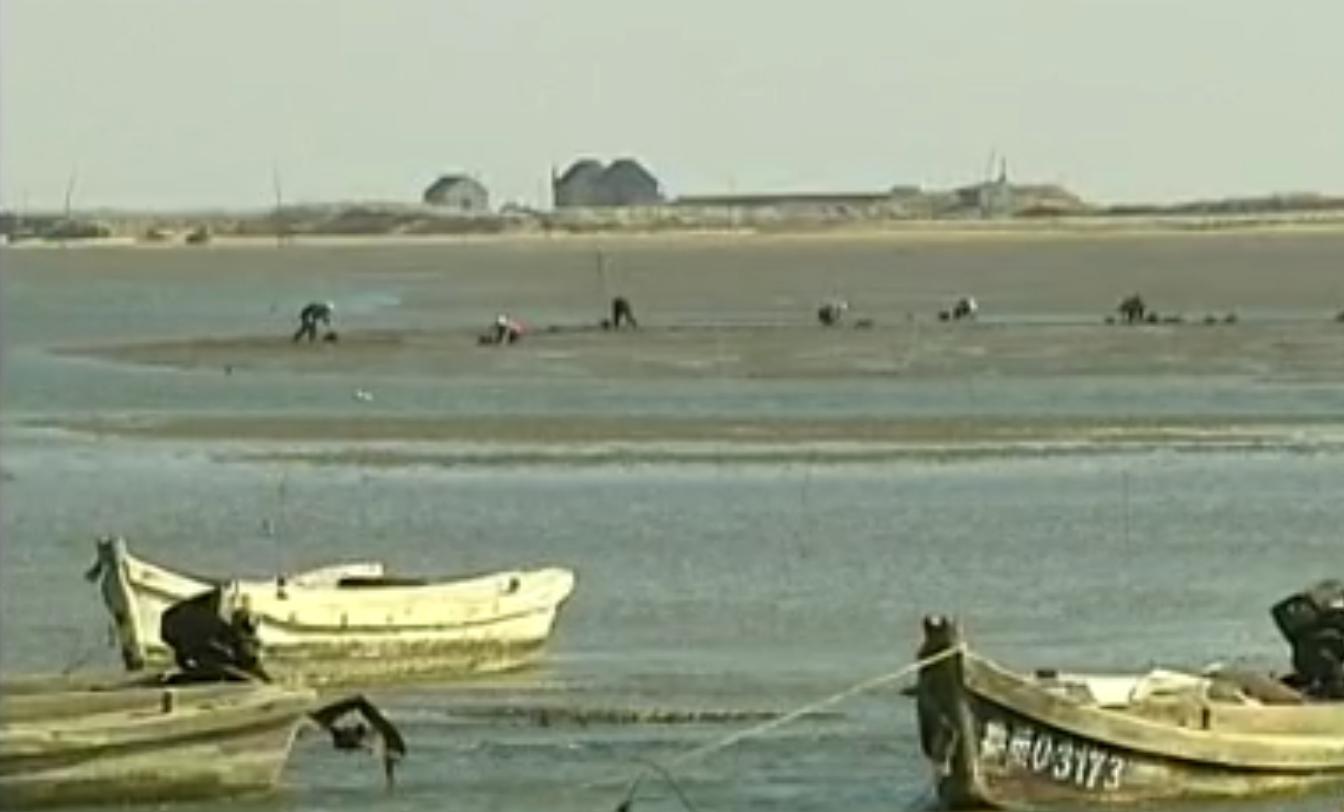 中国“鲨鱼村”的聪明商人：加工迷你“小鲨鱼”，年入3000万