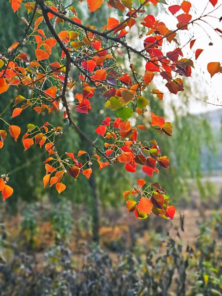 层林尽染的视频号,濮阳医专学历怎么样