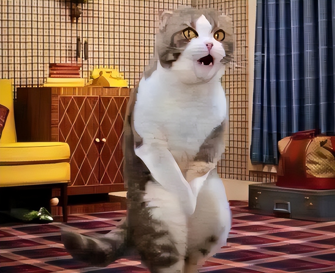 铲屎官不绝育的公猫应对案例,公猫绝育的好坏