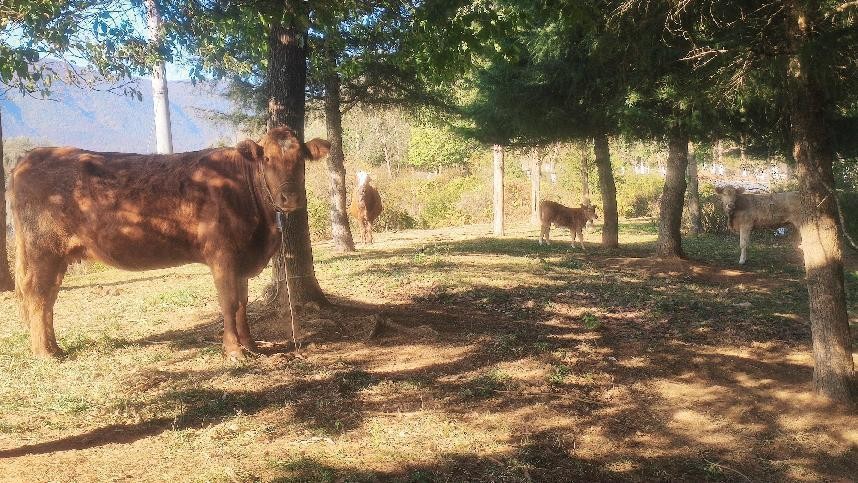 十一月云南旅游攻略腾冲 (从云南腾冲看云南旅游攻略)
