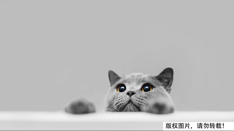 猫咪原来吃的东西现在不吃了,猫咪原来喜欢吃的现在不喜欢了