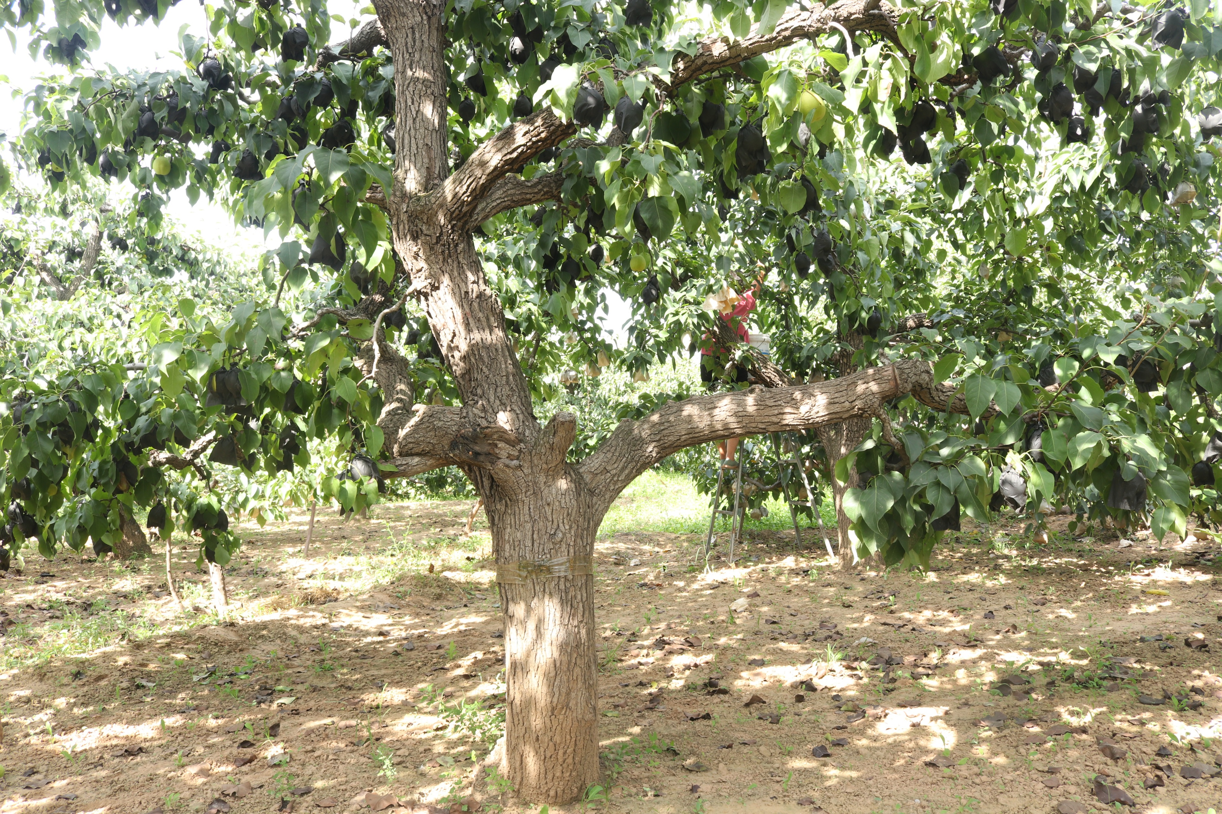 给梨抹药怎么抹合适,给梨抹药