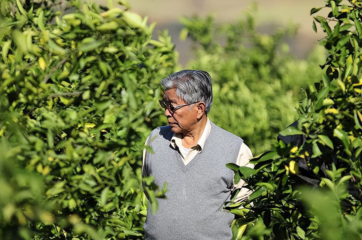 烟王褚时健何时入狱,烟草大王褚时健为何入狱