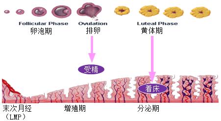 孕妈妈需要经历什么,从怀孕到生需要做多少次产检